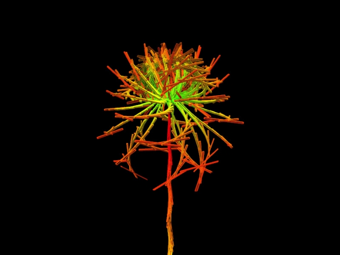 Lenon Nicotiana Tabacum, graine virtuelle de la série Fractal Flowers, écran LCD