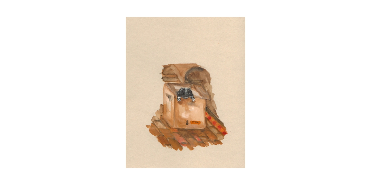 Dog in a box, watercolour on paper, 14 x 19 cm