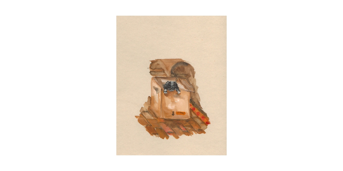 Dog in a box, watercolour on paper, 14 x 19 cm